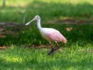 NZ9_0694-Enhanced-NR.jpg NZ9_0694-Enhanced-NR.jpg