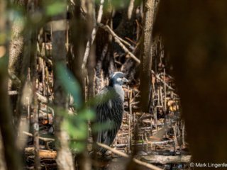 _CW_0367 Yellow-crowned Night-Heron