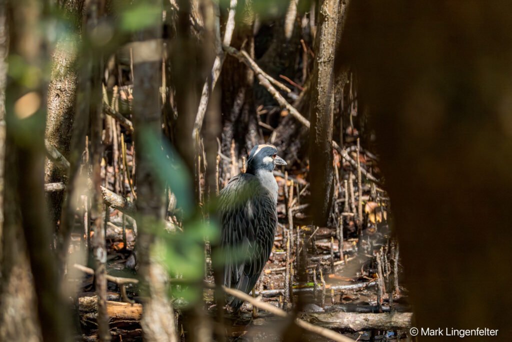 _CW_0367 Yellow-crowned Night-Heron