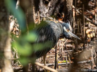 _CW_0396-Yellow-crowned Night-Heron