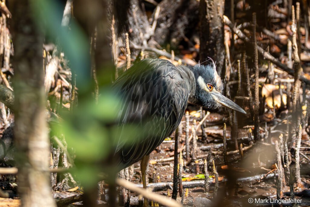 _CW_0396-Yellow-crowned Night-Heron