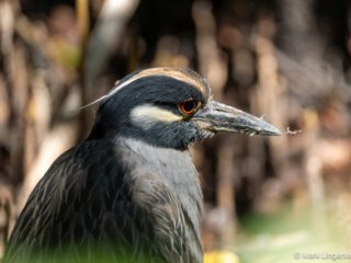 _CW_0465-Yellow-crowned Night-Heron
