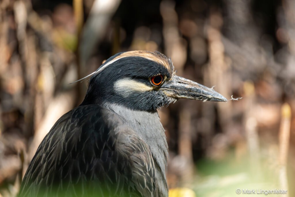 _CW_0465-Yellow-crowned Night-Heron