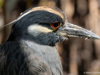 _CW_0465-Yellow-crowned Night-Heron-2