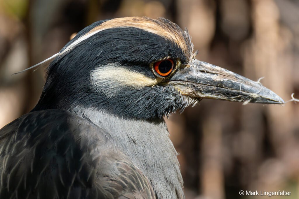 _CW_0465-Yellow-crowned Night-Heron-2