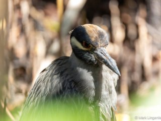 _CW_0512-Yellow-crowned Night-Heron