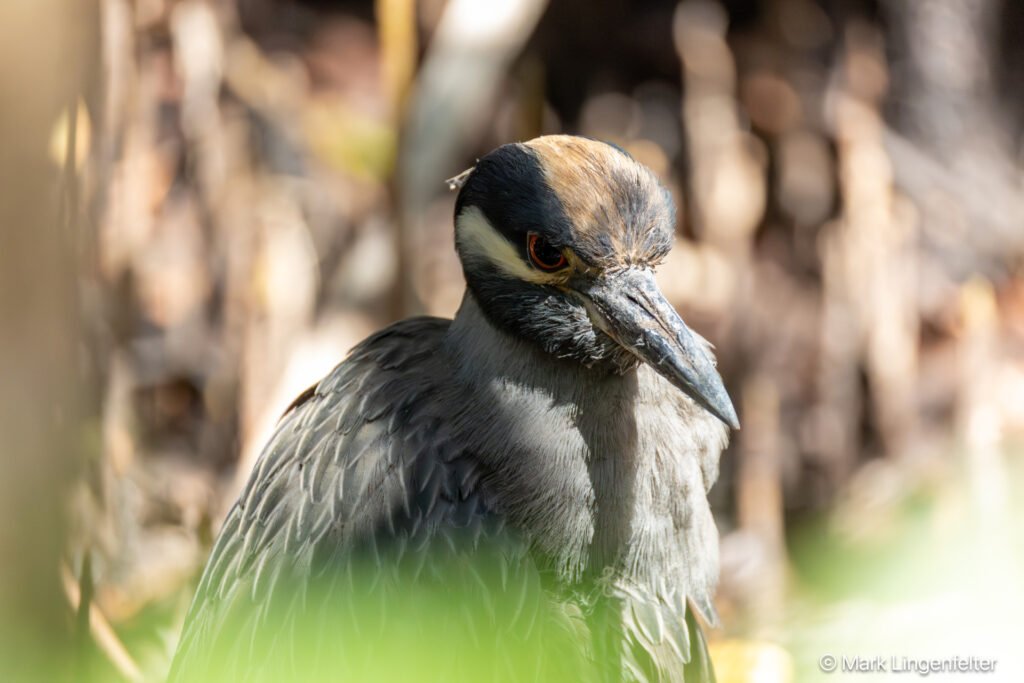 _CW_0512-Yellow-crowned Night-Heron