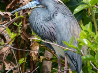 _CW_1123-Tricolored Heron Breeding Plumage