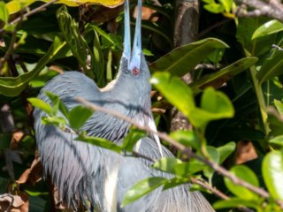 _CW_1166 Tricolored Heron in Mating Dance Pose