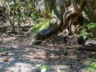 _CW_7828 Yellow-crowned Night-Heron
