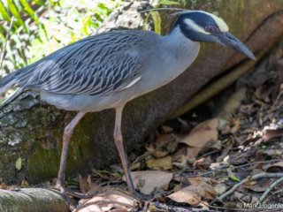 _CW_7850 Yellow-crowned Night-Heron with Nictitating Membrane.