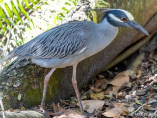 _CW_7896 Yellow-crowned Night-Heron