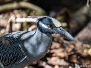 _CW_7988-Yellow-crowned Night-Heron