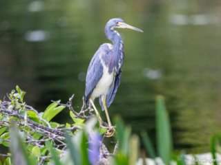 DSC_8518-Edit-2 Non-breeding Color, contrast this with the first leg coloring.