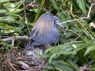IL4A8261-Edit-2 Tricolored Heron Nesting