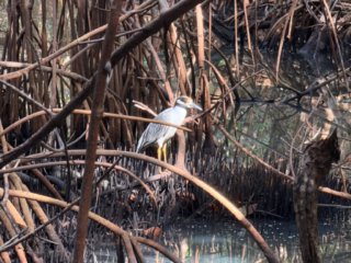 IMG_0580 iPhone photo in Mangrove - another day.