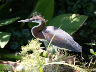 _L4A1766 Tricolored Heron Juvenile