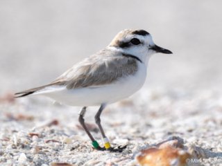 _NZ96616-Snowy Plover Notice the multiple bands.