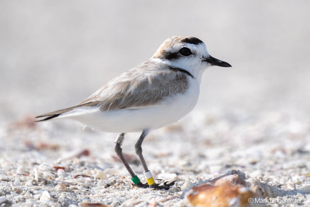 _NZ96616-Snowy Plover Notice the multiple bands.