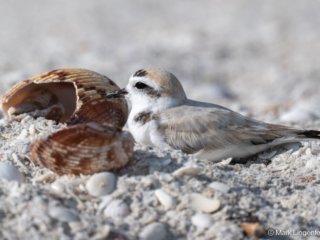 _NZ96656-Snowy Plover-2