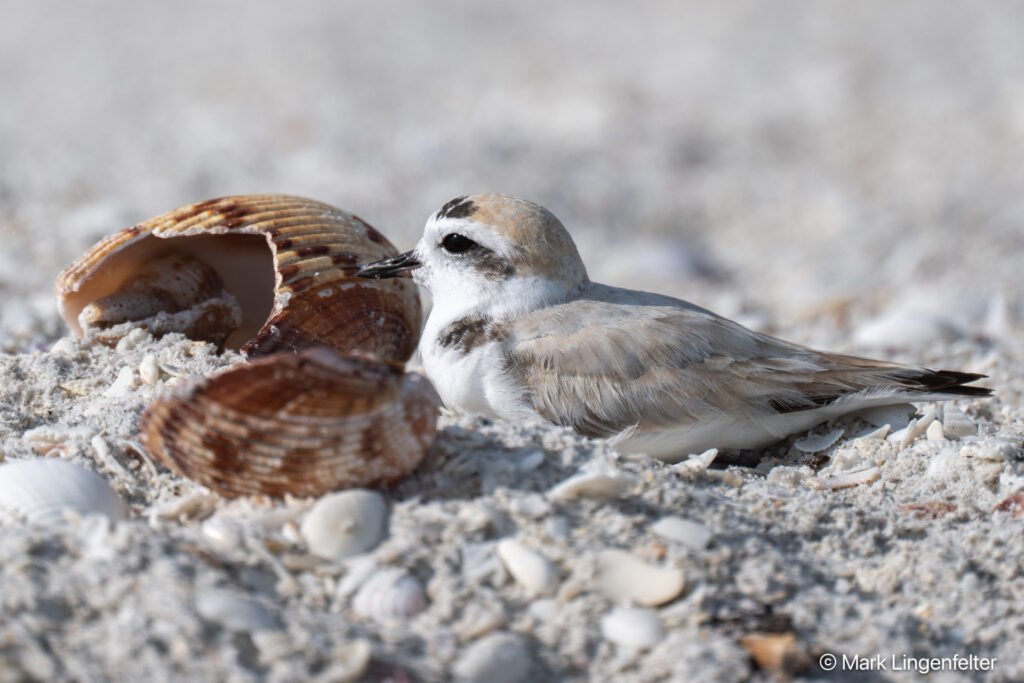 _NZ96656-Snowy Plover-2