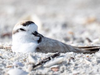 _NZ96692-Snowy Plover