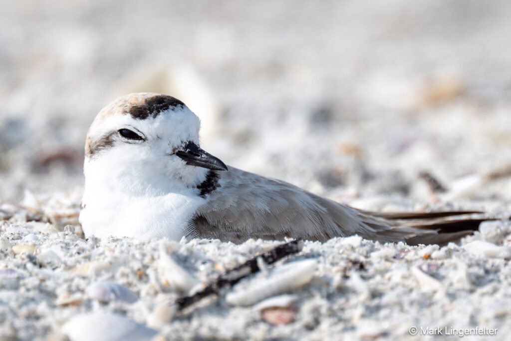 _NZ96692-Snowy Plover