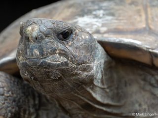 _NZ96864-Gopher Tortoise