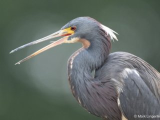 NZ9_0756 Tricolored Heron non-breeding season