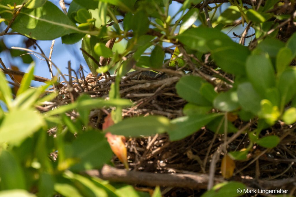 IMG_8285 Nest - I believe you can see part of the blue tail feathers of parent sitting in the nest.