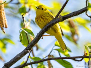 _NZ97949-Yellow Warbler