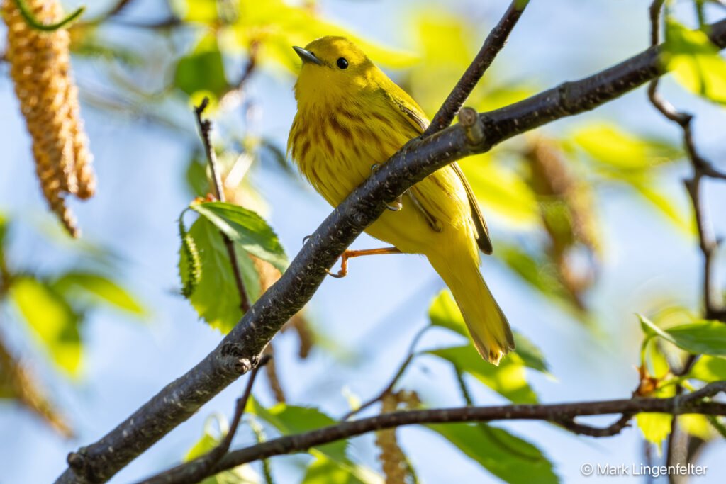 _NZ97949-Yellow Warbler