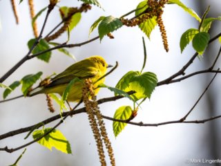 _NZ98061-Yellow Warbler