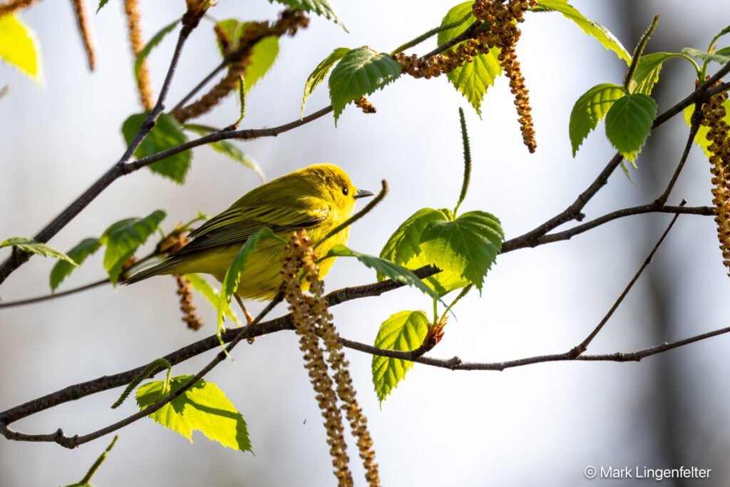 _NZ98061-Yellow Warbler