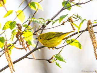 _NZ98093-Yellow Warbler