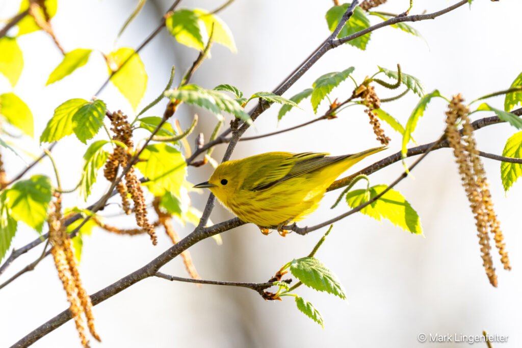 _NZ98093-Yellow Warbler