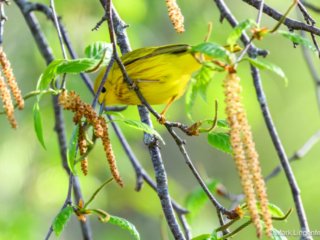_NZ98108-Yellow Warbler