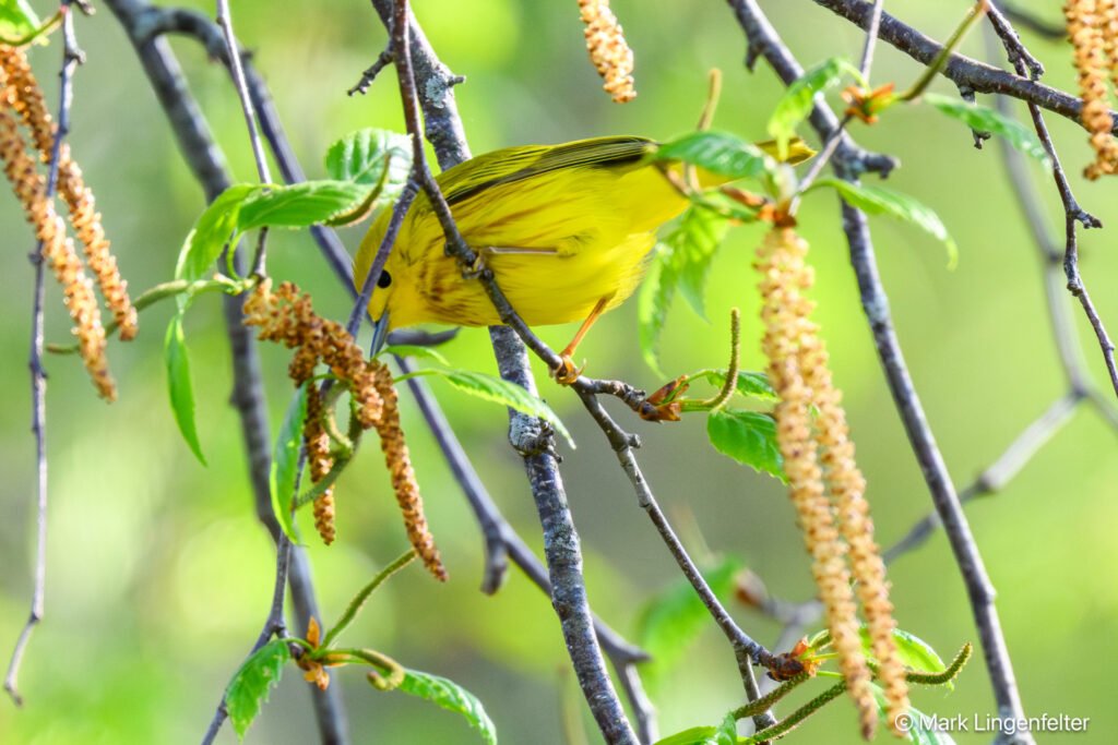 _NZ98108-Yellow Warbler