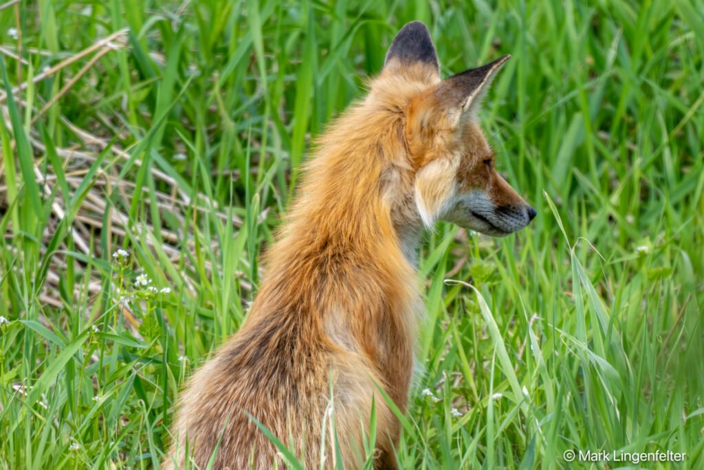 _NZ99918.Red Fox