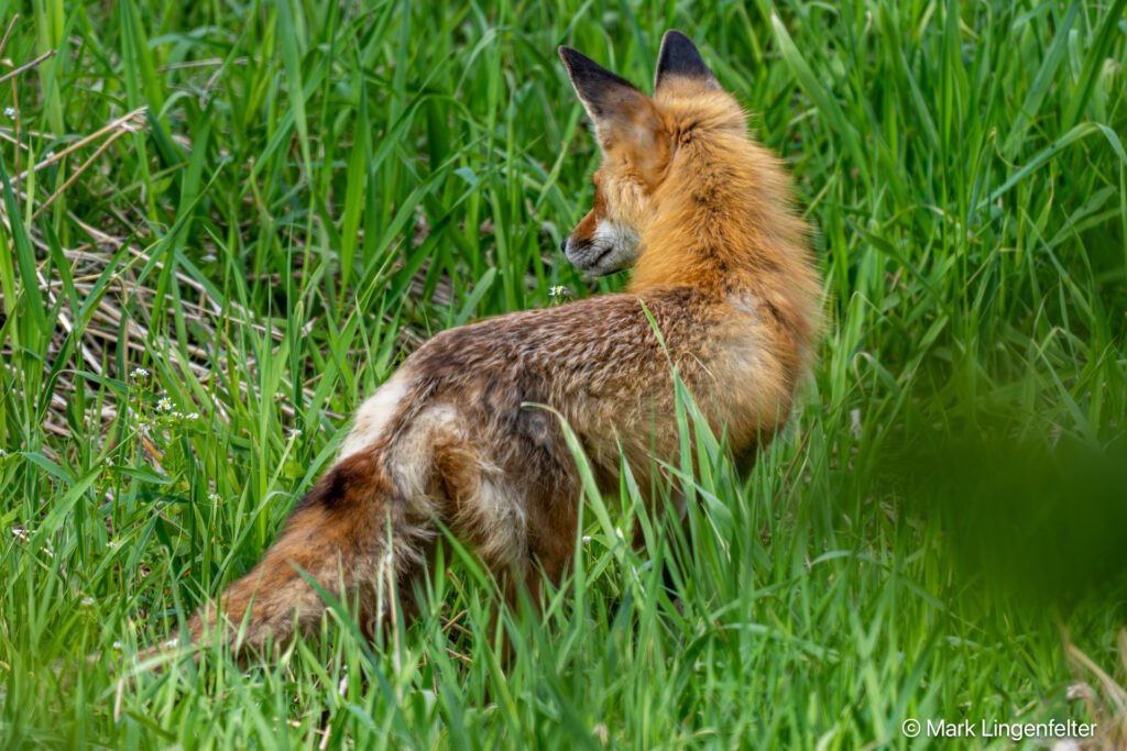 _NZ99926.Red Fox
