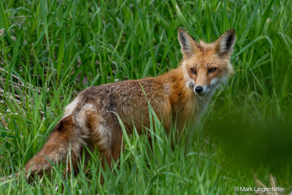 _NZ99936-Red Fox