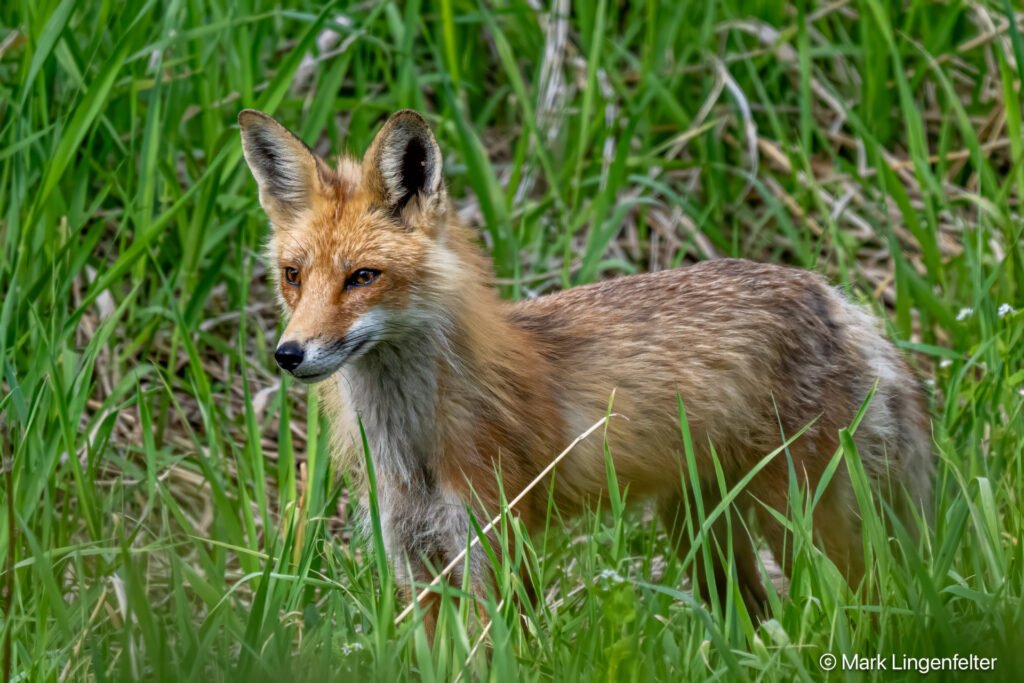 _NZ99951-Red Fox