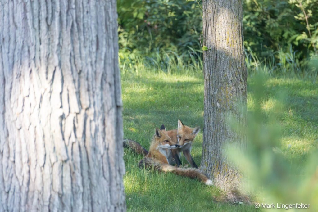 Fox and Kit