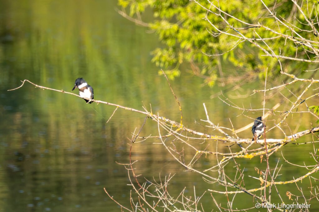 _CW_4250-2 Female (Colorful) on the left. Male to the right.