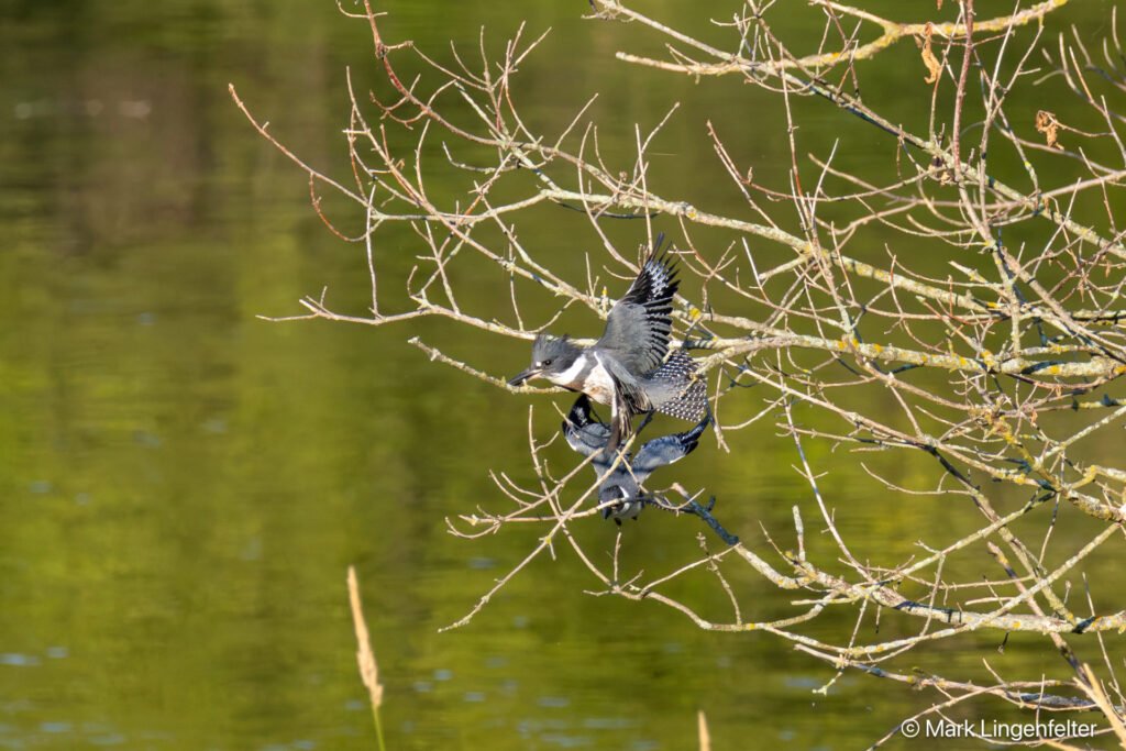 _CW_4299-Edit Spotted a Fish! They're off!