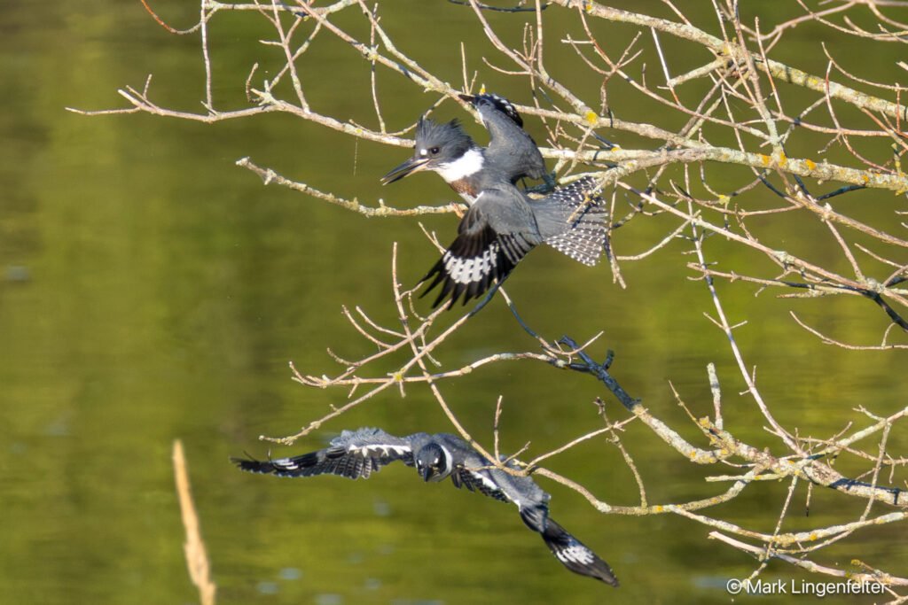 _CW_4300-Edit Female above and Male below.