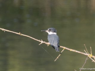 _CW_4455-Edit-2 Kingfisher