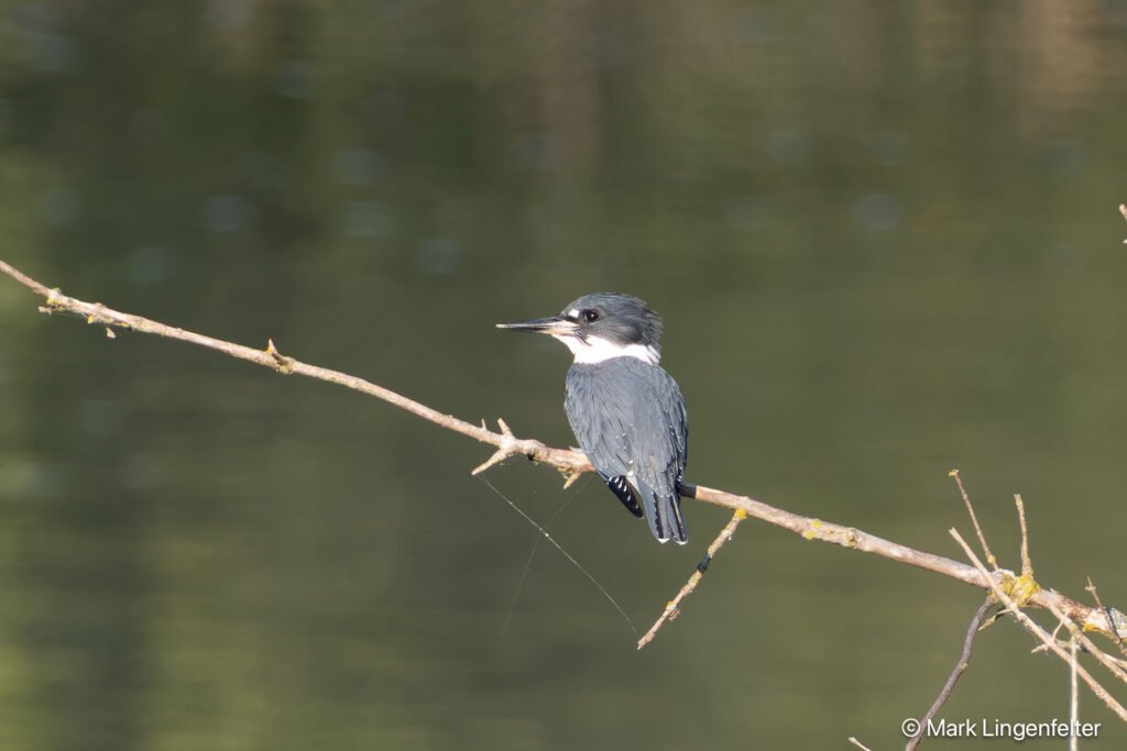 _CW_4455-Edit-2 Kingfisher