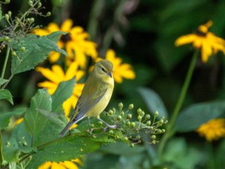 _CW_7626-Tennessee Warbler _CW_7626-Edit.jpg