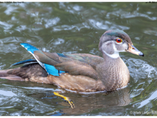 Eclipse Male Wood Duck